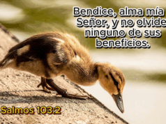 Bendice, alma mía al Señor, y no olvides ninguno de sus beneficios. (Salmos 103:2). Al igual que el salmista, todos los días tenemos motivos suficientes para dar gracias a Dios por todas las cosas lindas que nos ha concedido.