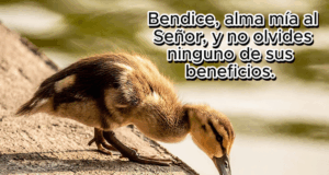 Bendice, alma mía al Señor, y no olvides ninguno de sus beneficios. (Salmos 103:2). Al igual que el salmista, todos los días tenemos motivos suficientes para dar gracias a Dios por todas las cosas lindas que nos ha concedido.