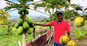 La Guaita: Tradición y Vida Campesina en el Corazón de Puerto Plata La vida en La Guaita se organiza en torno a la familia, la fe y la tierra. Aquí todavía se celebra la vela de los santos, las novenas por los difuntos, y las fiestas patronales con música típica, comida criolla y bailes