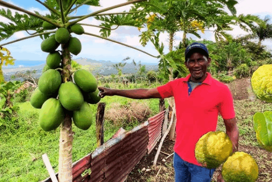 La Guaita: Tradición y Vida Campesina en el Corazón de Puerto Plata La vida en La Guaita se organiza en torno a la familia, la fe y la tierra. Aquí todavía se celebra la vela de los santos, las novenas por los difuntos, y las fiestas patronales con música típica, comida criolla y bailes