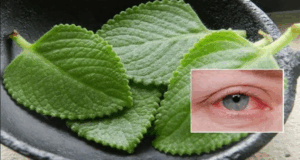 Si tienes esta planta en casa debe saber esto urgente Los extractos secos de té verde y orégano orejón inhiben in vitro el crecimiento de Escherichia coli, bacteria de alto impacto en salud pública.